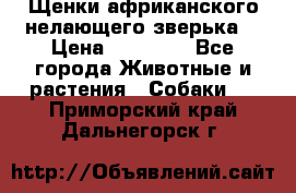 Щенки африканского нелающего зверька  › Цена ­ 35 000 - Все города Животные и растения » Собаки   . Приморский край,Дальнегорск г.